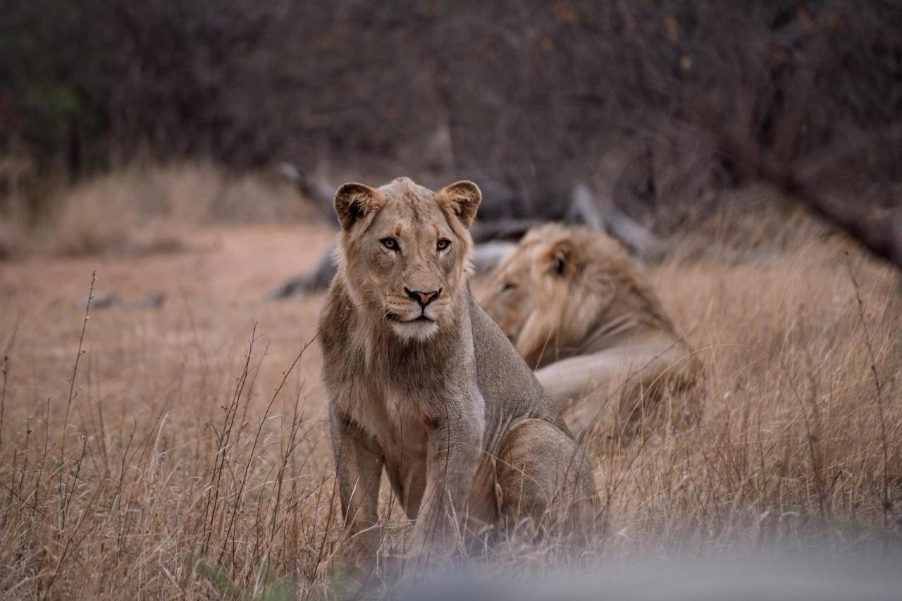 Tshukudu Game Lodge Hoedspruit Buitenkant foto
